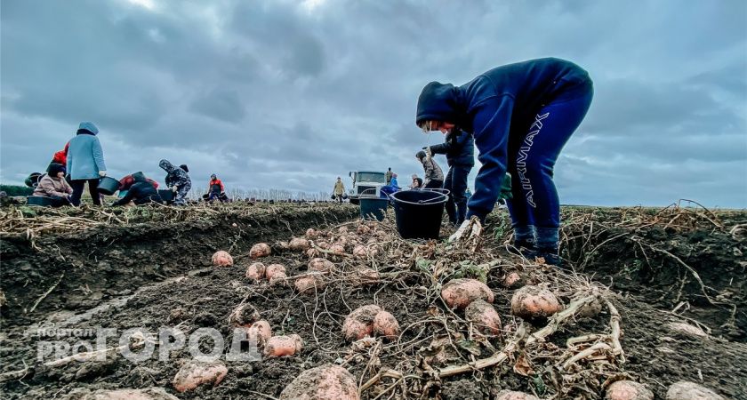 Нижегородскую картошку стали все чаще покупать за рубежом